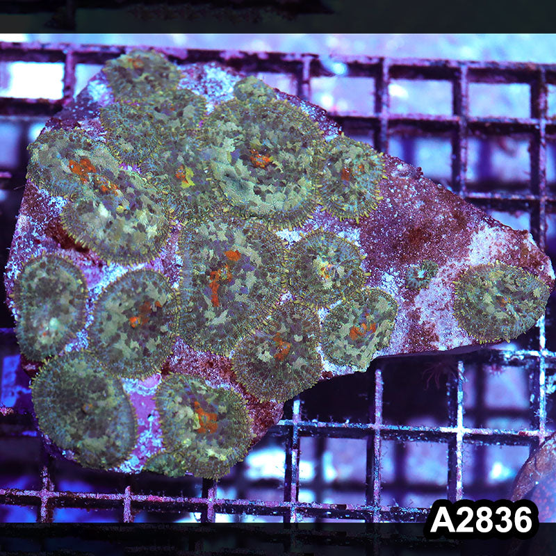 Item#A2836IN2836(M) WYSIWYG Indo Ultra Rhodactis Mushroom Colony