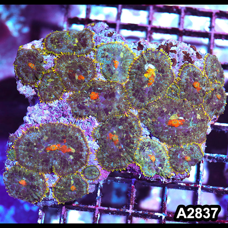 Item#A2837IN2837(M) WYSIWYG Indo Ultra Rhodactis Mushroom Colony