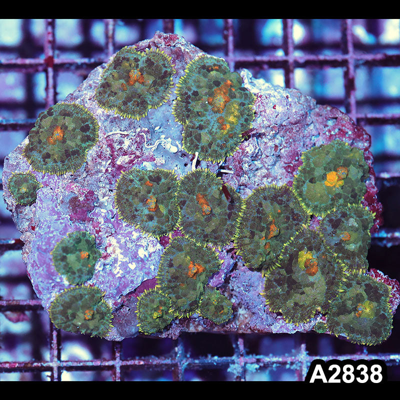Item#A2838IN2838(M) WYSIWYG Indo Ultra Rhodactis Mushroom Colony