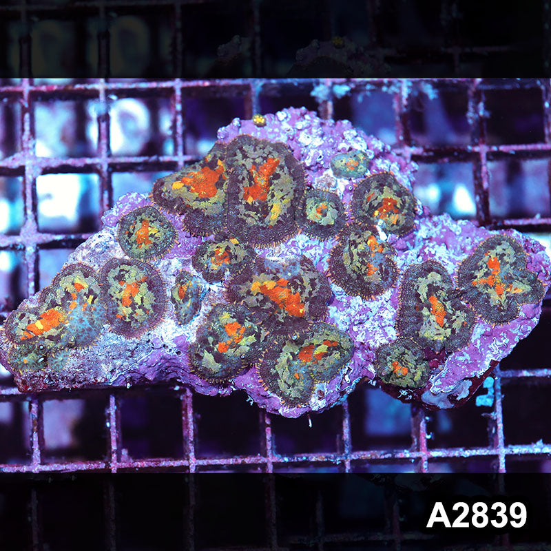 Item#A2839IN2839(M) WYSIWYG Indo Ultra Rhodactis Mushroom Colony