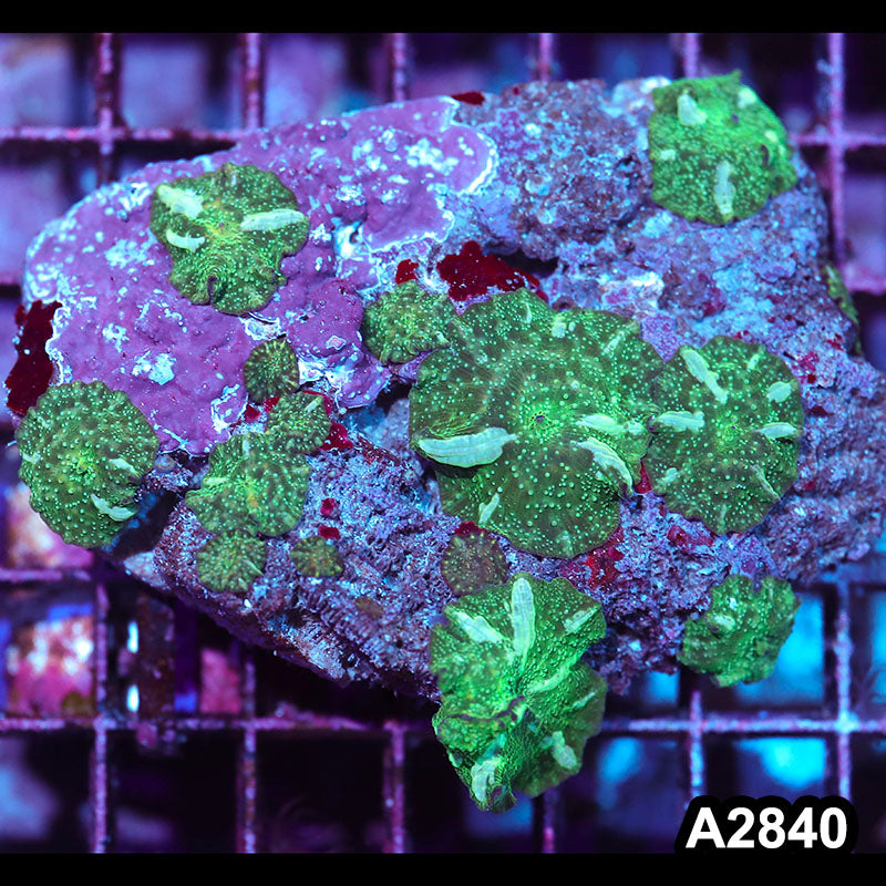 Item#A2840IN2840(M) WYSIWYG Indo Ultra Discosoma Mushroom Colony