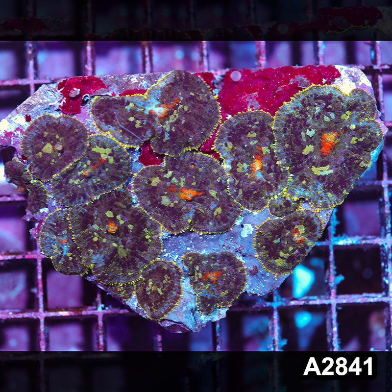Item#A2841IN2841(M) WYSIWYG Indo Ultra Rhodactis Mushroom Colony