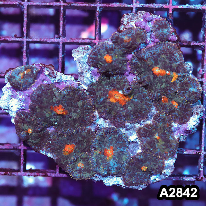 Item#A2842IN2842(M) WYSIWYG Indo Ultra Rhodactis Mushroom Colony