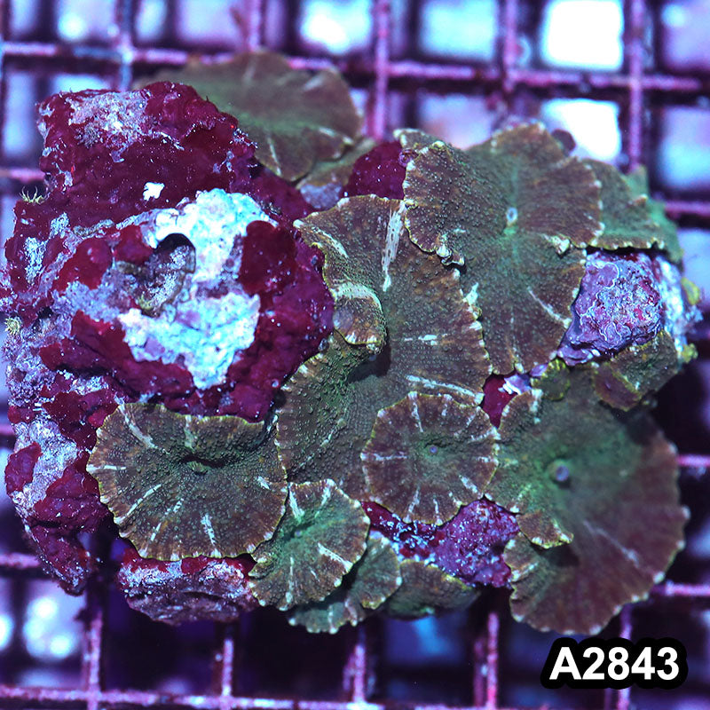 Item#A2843IN2843(M) WYSIWYG Indo Ultra Unique Discosoma Mushroom Colony