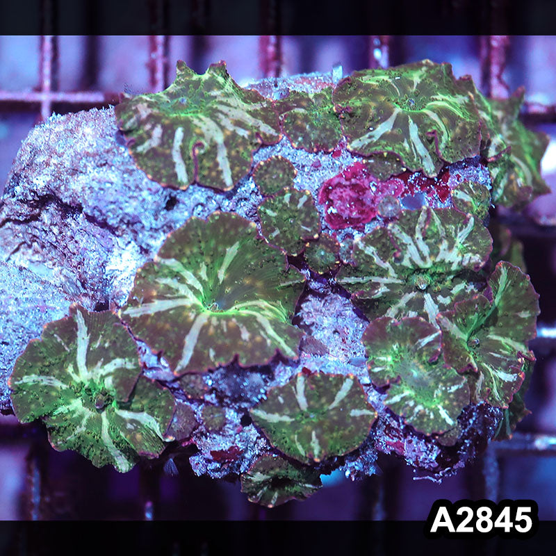 Item#A2845IN2845(M) WYSIWYG Indo Ultra Unique Discosoma Mushroom Colony