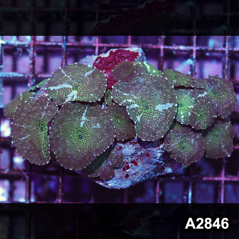 Item#A2846IN2846(M) WYSIWYG Indo Ultra Unique Discosoma Mushroom Colony