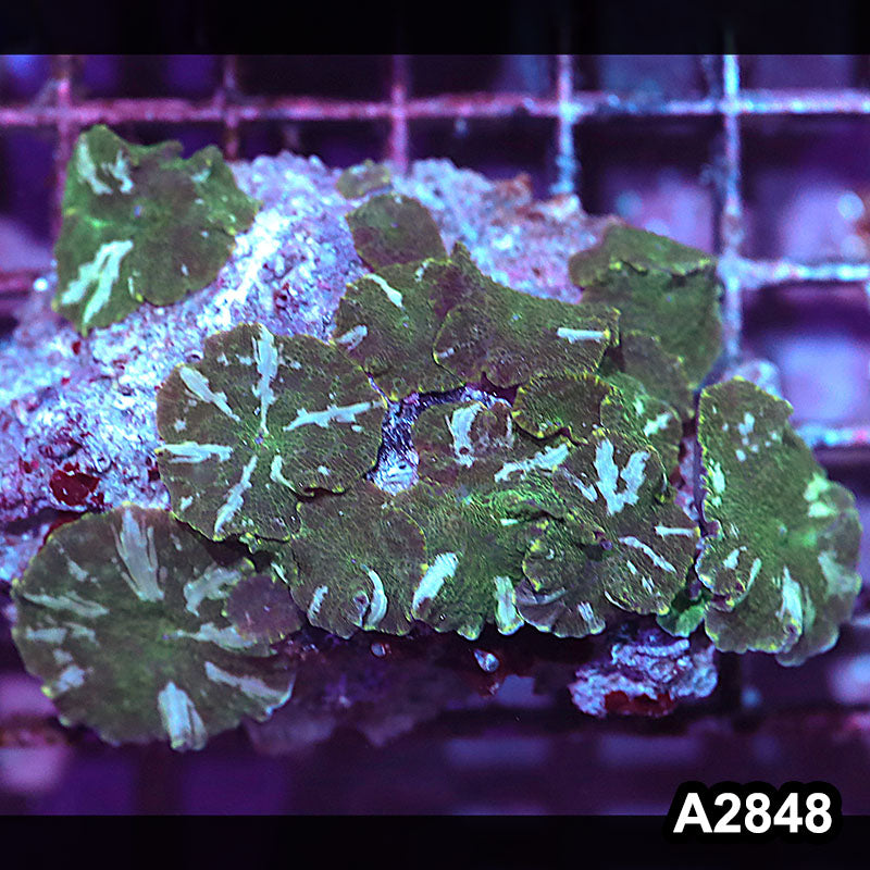 Item#A2848IN2848(M) WYSIWYG Indo Ultra Unique Discosoma Mushroom Colony