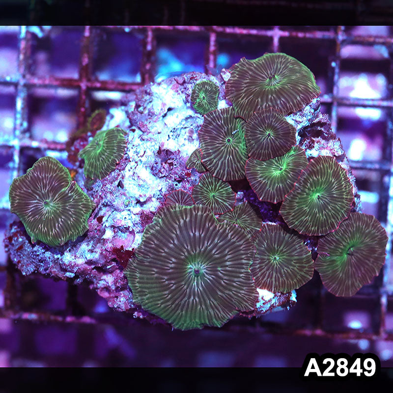 Item#A2849IN2849(M) WYSIWYG Indo Ultra Unique Discosoma Mushroom Colony
