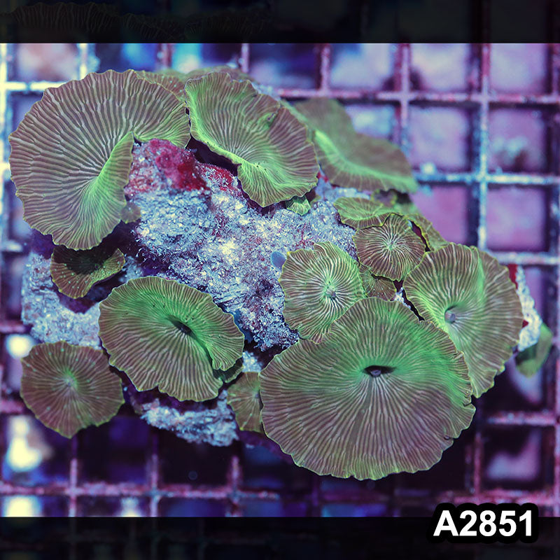 Item#A2851IN2851(M) WYSIWYG Indo Ultra Unique Discosoma Mushroom Colony