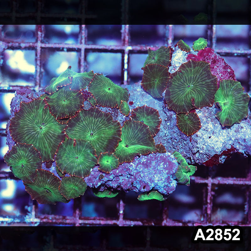 Item#A2852IN2852(M) WYSIWYG Indo Ultra Unique Discosoma Mushroom Colony