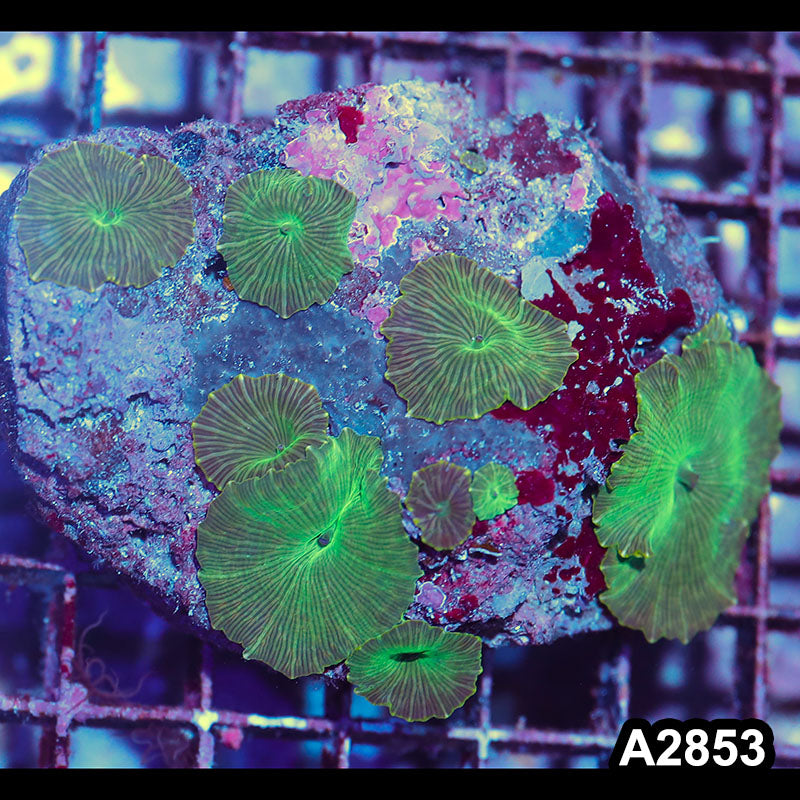 Item#A2853IN2853(M) WYSIWYG Indo Ultra Unique Discosoma Mushroom Colony