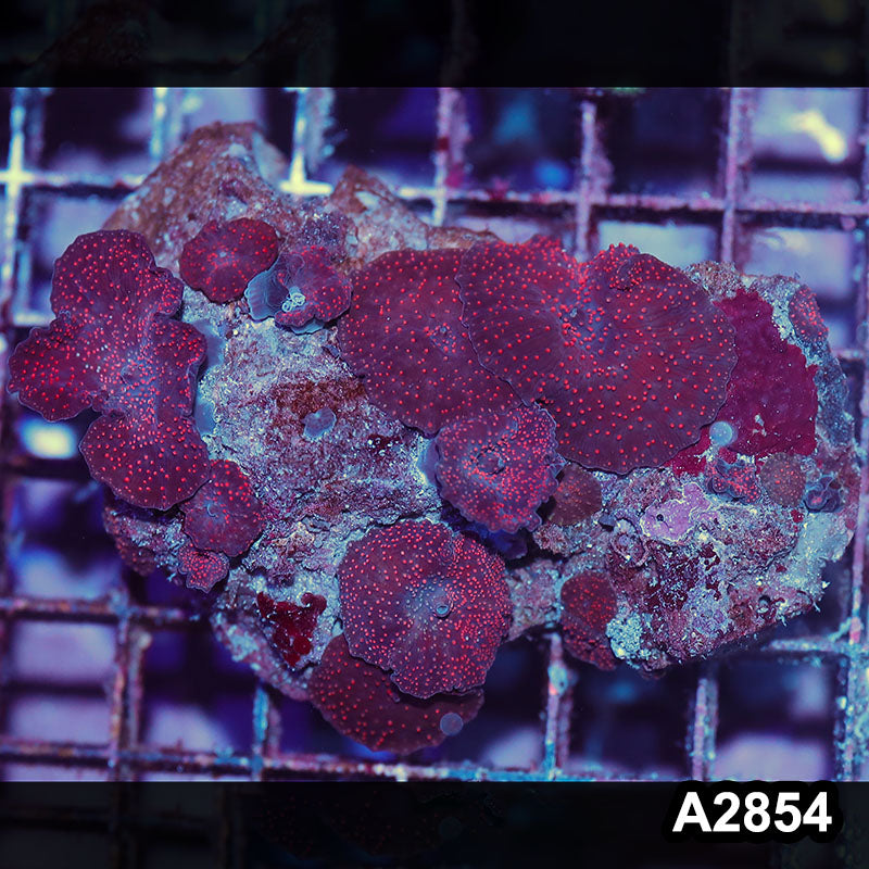 Item#A2854IN2854(M) WYSIWYG Indo Ultra Unique Discosoma Mushroom Colony