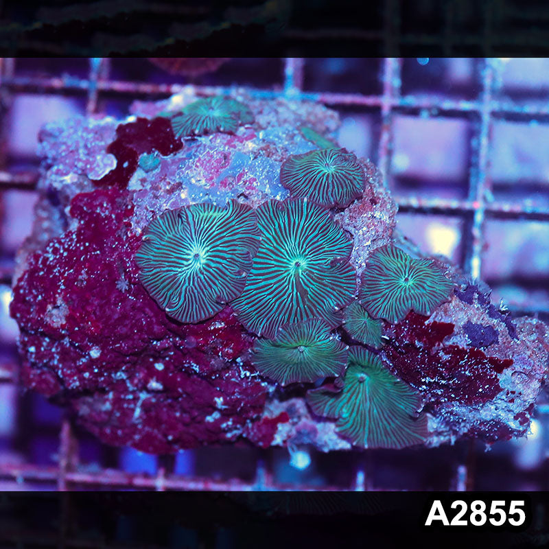Item#A2855IN2855(M) WYSIWYG Indo Ultra Unique Discosoma Mushroom Colony