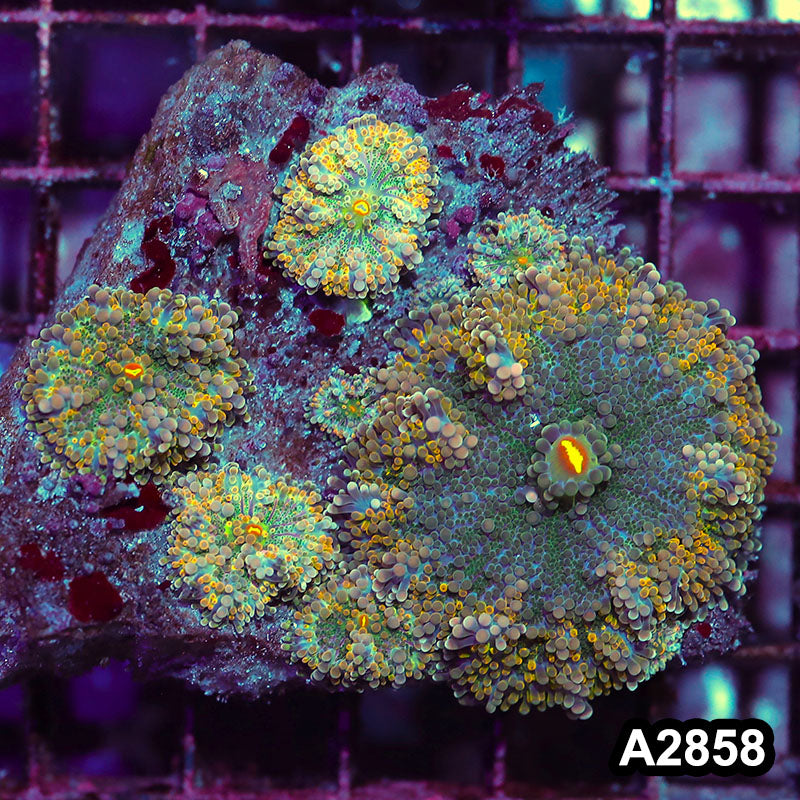 Item#A2858IN2858(M) WYSIWYG Indo Ultra Ricordea Yuma Mushroom Colony