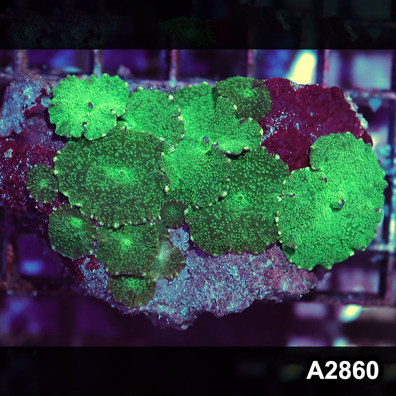 Item#A2860IN2860(M) WYSIWYG Indo Ultra Unique Discosoma Mushroom Colony