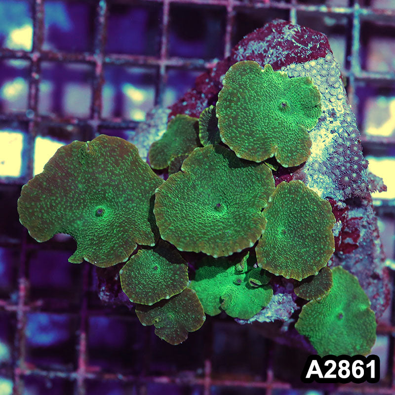 Item#A2861IN2861(M) WYSIWYG Indo Ultra Unique Discosoma Mushroom Colony