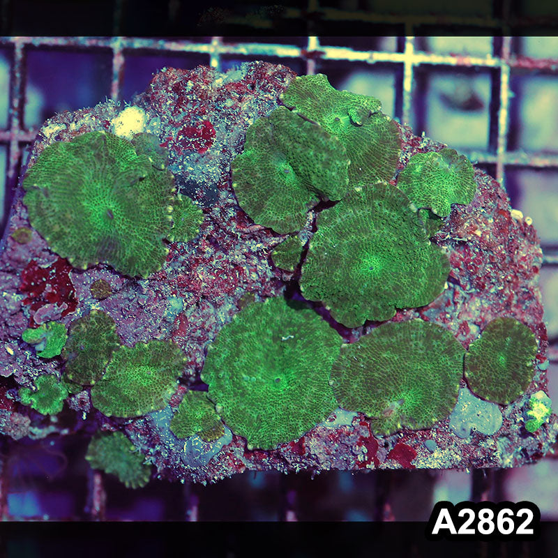 Item#A2862IN2862(M) WYSIWYG Indo Ultra Unique Discosoma Mushroom Colony