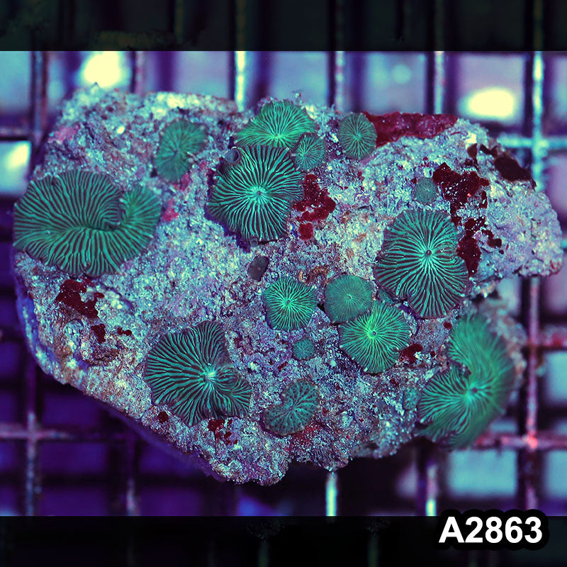 Item#A2863IN2863(M) WYSIWYG Indo Ultra Unique Discosoma Mushroom Colony