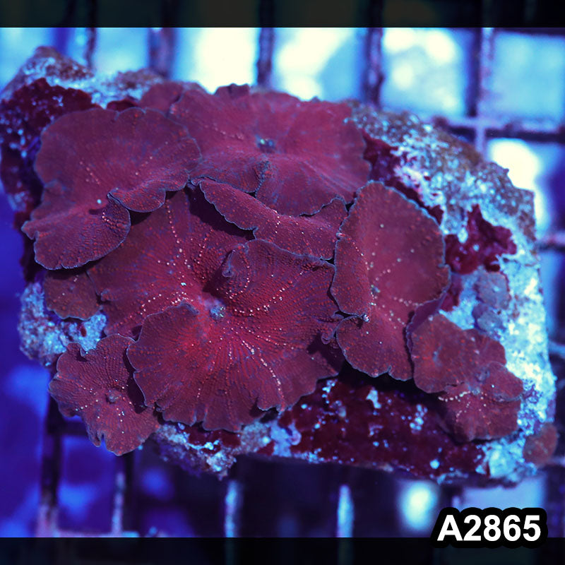 Item#A2865IN2865(M) WYSIWYG Indo Ultra Unique Discosoma Mushroom Colony