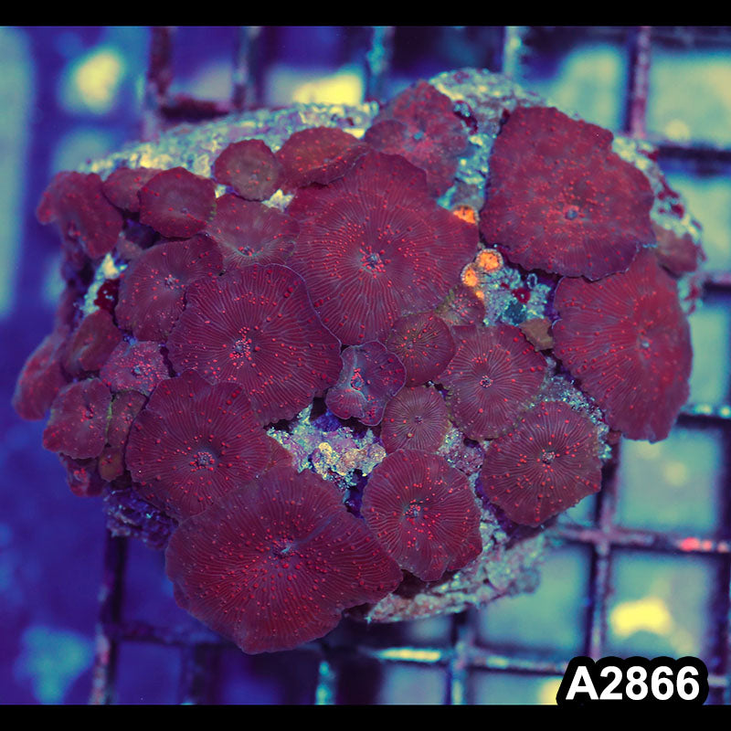 Item#A2866IN2866(M) WYSIWYG Indo Ultra Unique Discosoma Mushroom Colony