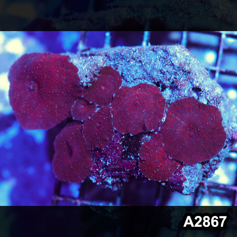 Item#A2867IN2867(M) WYSIWYG Indo Ultra Unique Discosoma Mushroom Colony