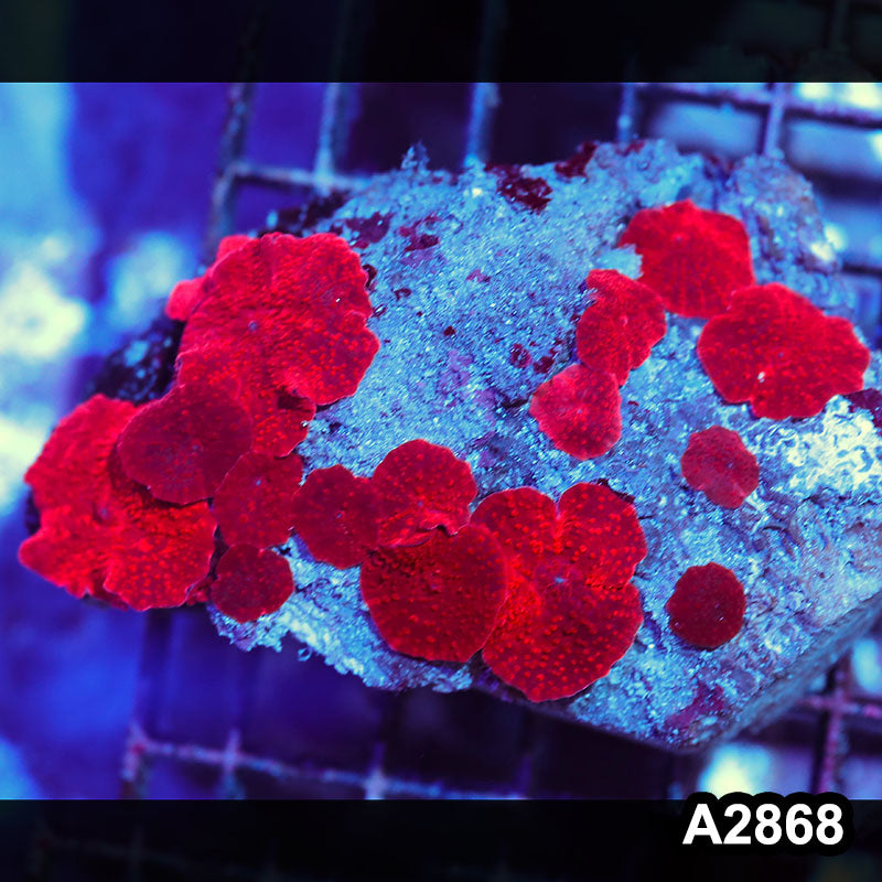 Item#A2868IN2868(M) WYSIWYG Indo Ultra Unique Discosoma Mushroom Colony