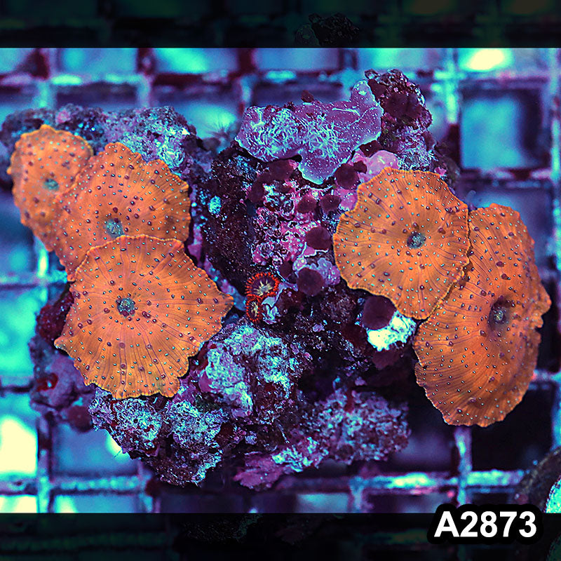 Item#A2873IN2873(M) WYSIWYG Indo Ultra Unique Discosoma Mushroom Colony