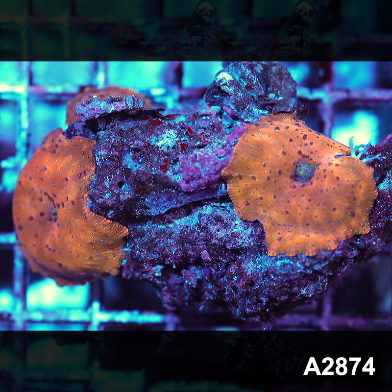 Item#A2874IN2874(M) WYSIWYG Indo Ultra Unique Discosoma Mushroom Colony