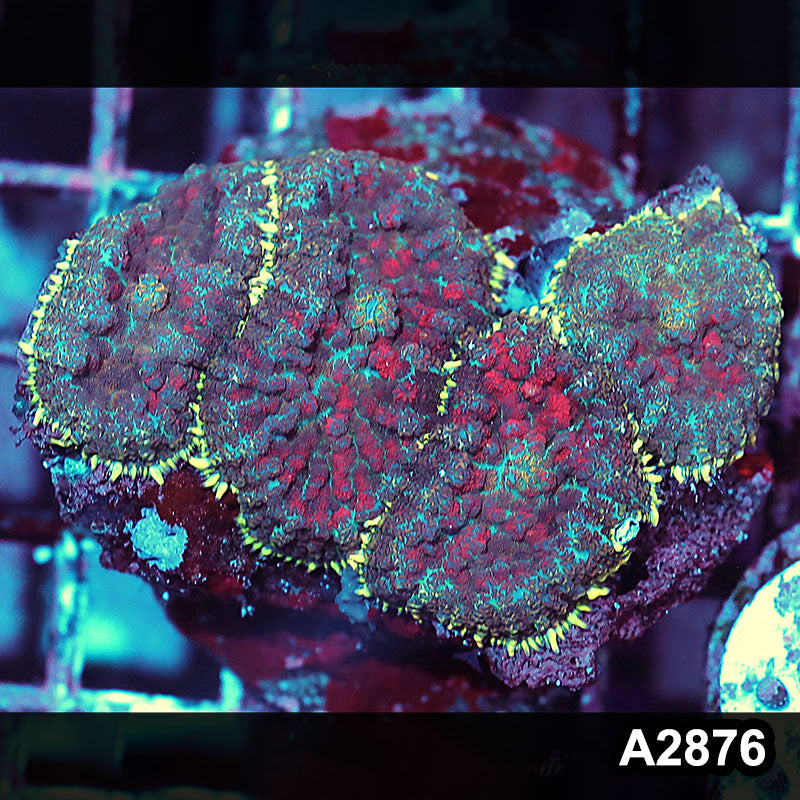 Item#A2876IN2876(M) WYSIWYG Indo Ultra Rhodactis Mushroom Colony