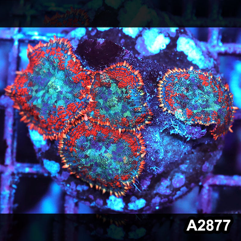 Item#A2877IN2877(M) WYSIWYG Indo Ultra Rhodactis Mushroom Colony