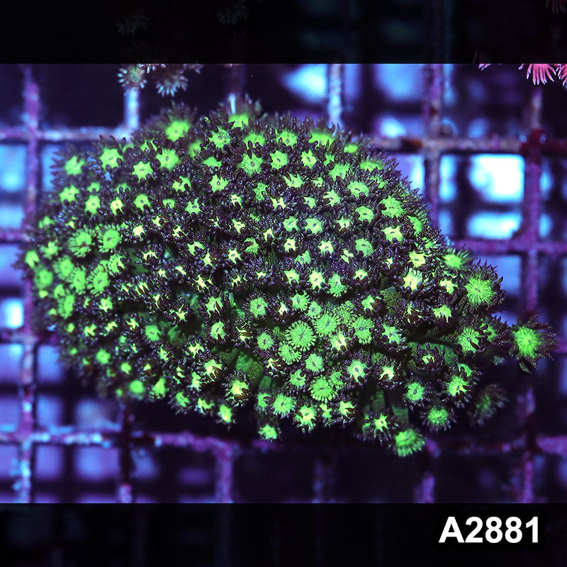 Item#A2881IN2881(M) WYSIWYG Aussie Ultra Rare Glitter Bomb Goniopora Mini Colony