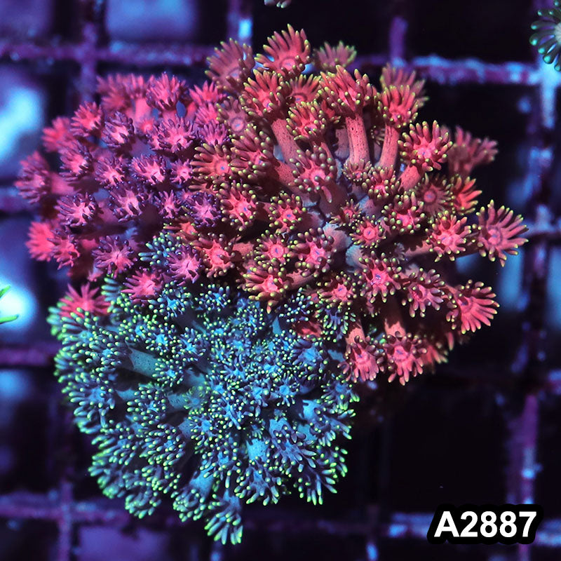Item#A2887IN2887(S) WYSIWYG Indo Rainbow Goniopora Combo