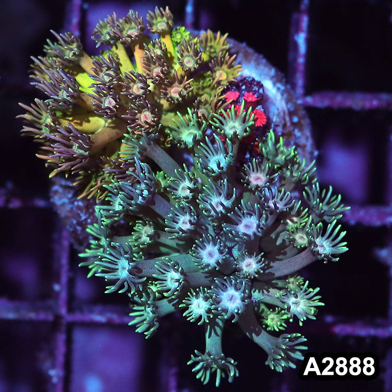 Item#A2888IN2888(S) WYSIWYG Indo Rainbow Goniopora Combo
