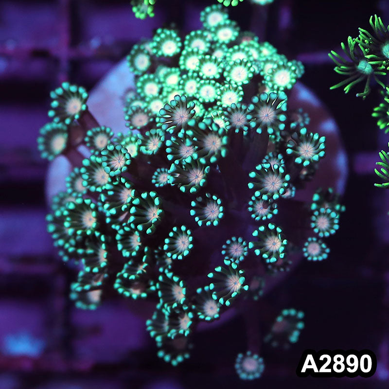 Item#A2890IN2890(S) WYSIWYG Indo Ultra Unique Alveopora Mini Colony