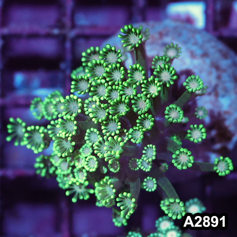 Item#A2891IN2891(S) WYSIWYG Indo Ultra Unique Alveopora Mini Colony