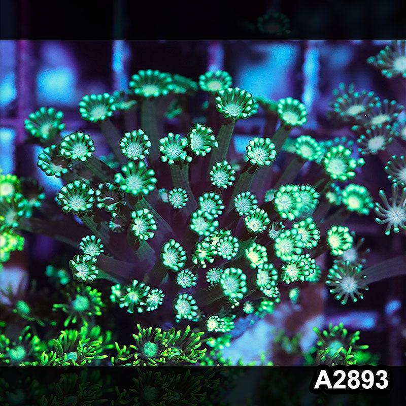 Item#A2893IN2893(S) WYSIWYG Indo Ultra Unique Alveopora Mini Colony
