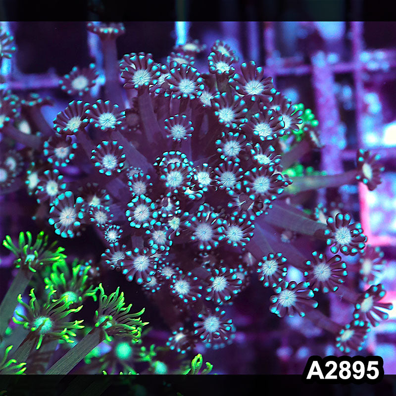Item#A2895IN2895(S) WYSIWYG Indo Ultra Unique Alveopora Mini Colony