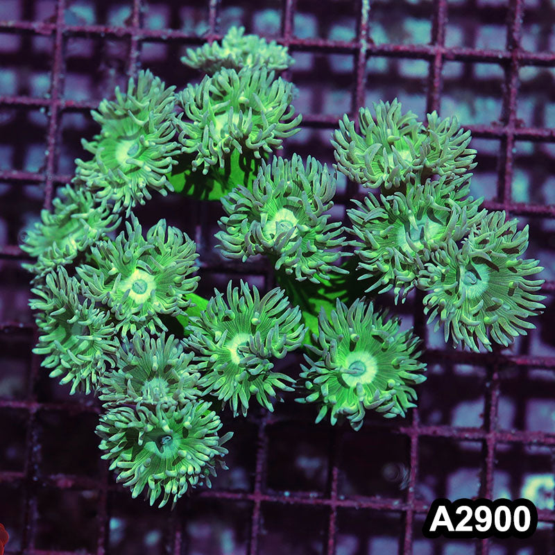 Item#A2900IN2900(M) WYSIWYG Aussie Ultra Neon Stem Duncan Colony