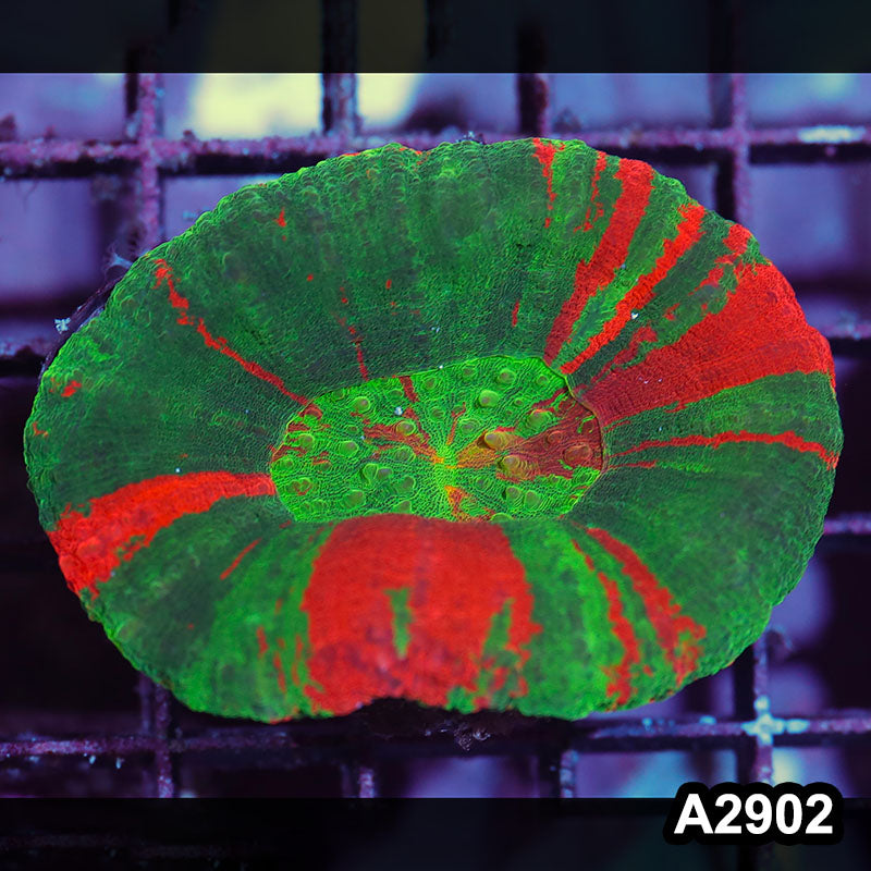 Item#A2902IN2902(M) WYSIWYG Aussie Ultra Unique Scolymia