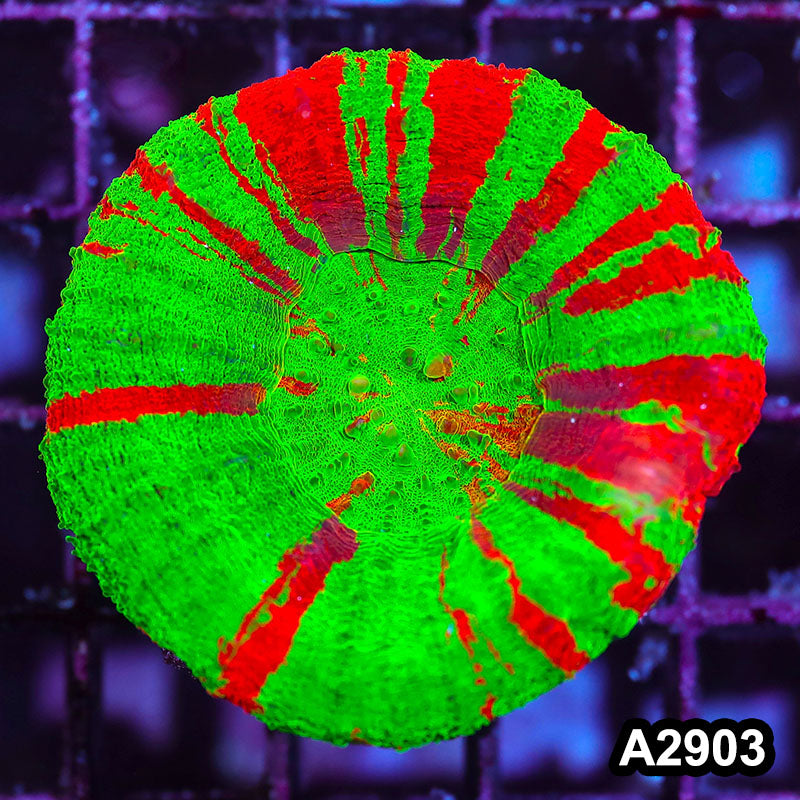 Item#A2903IN2903(M) WYSIWYG Aussie Ultra Unique Bleeding Apple Scolymia