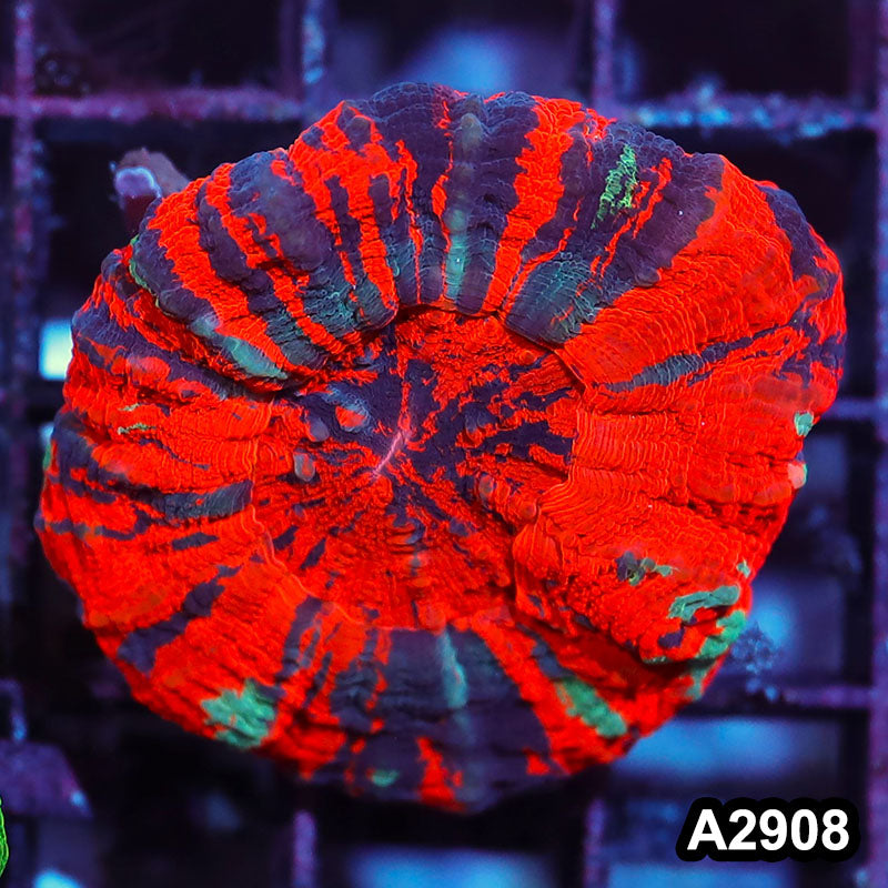 Item#A2908IN2908(M) WYSIWYG Aussie Ultra Unique War Paint Scolymia