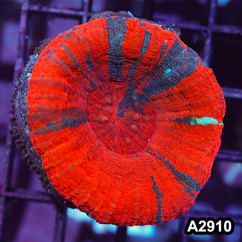 Item#A2910IN2910(M) WYSIWYG Aussie Ultra Unique War Paint Scolymia
