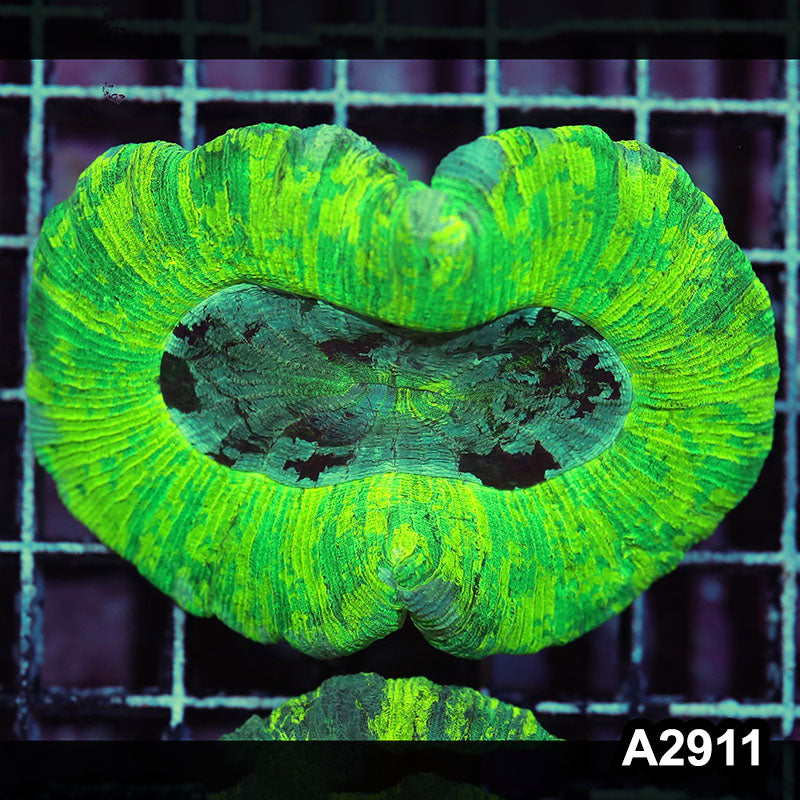 Item#A2911IN2911(L) WYSIWYG Indo Ultra Unique Trachyphyllia