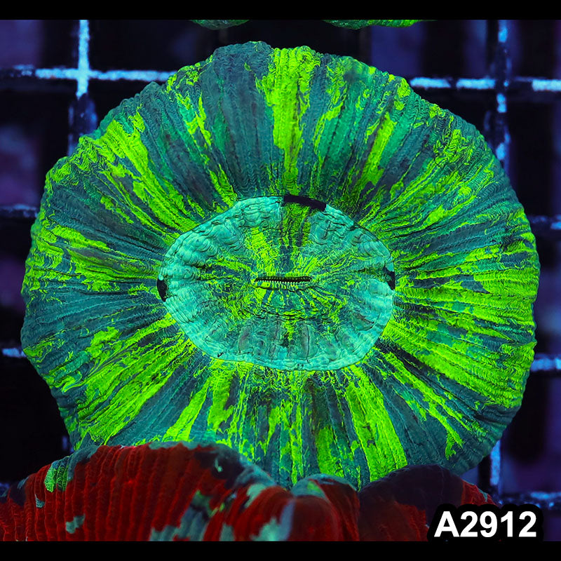 Item#A2912IN2912(L) WYSIWYG Indo Ultra Unique Trachyphyllia