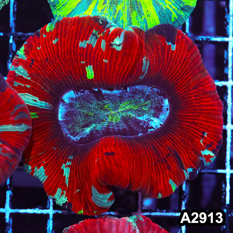 Item#A2913IN2913(L) WYSIWYG Indo Ultra Unique Trachyphyllia