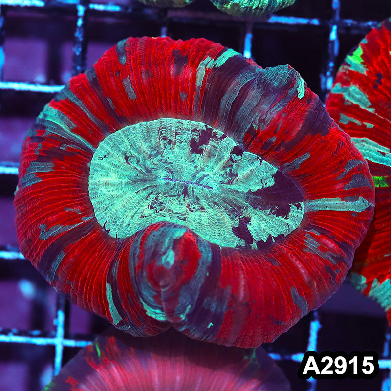 Item#A2915IN2915(L) WYSIWYG Indo Ultra Unique Trachyphyllia
