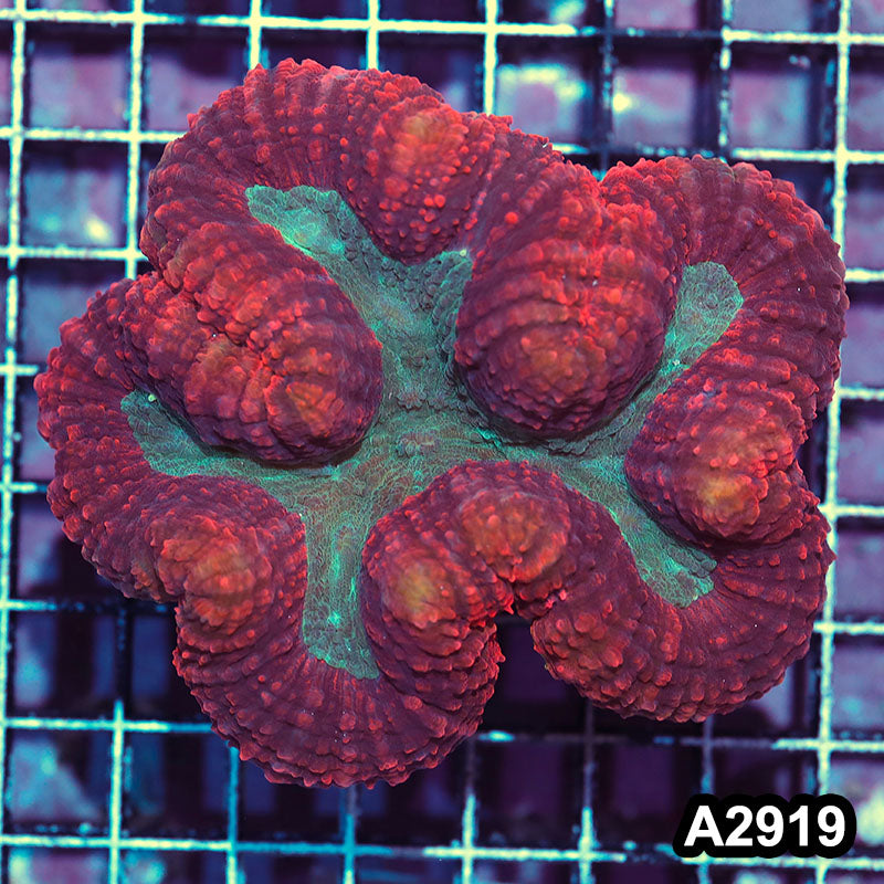 Item#A2919IN2919(M) WYSIWYG Indo Ultra Unique Symphyllia Colony