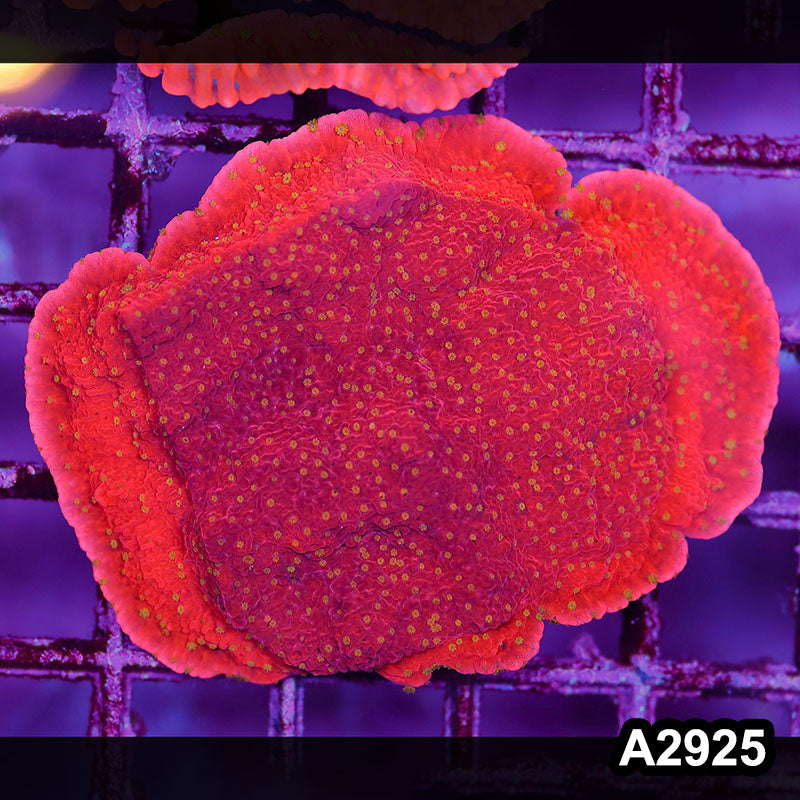 Item#A2925IN2925(M) WYSIWYG Indo Red Cap Montipora Colony with Yellow Polyps