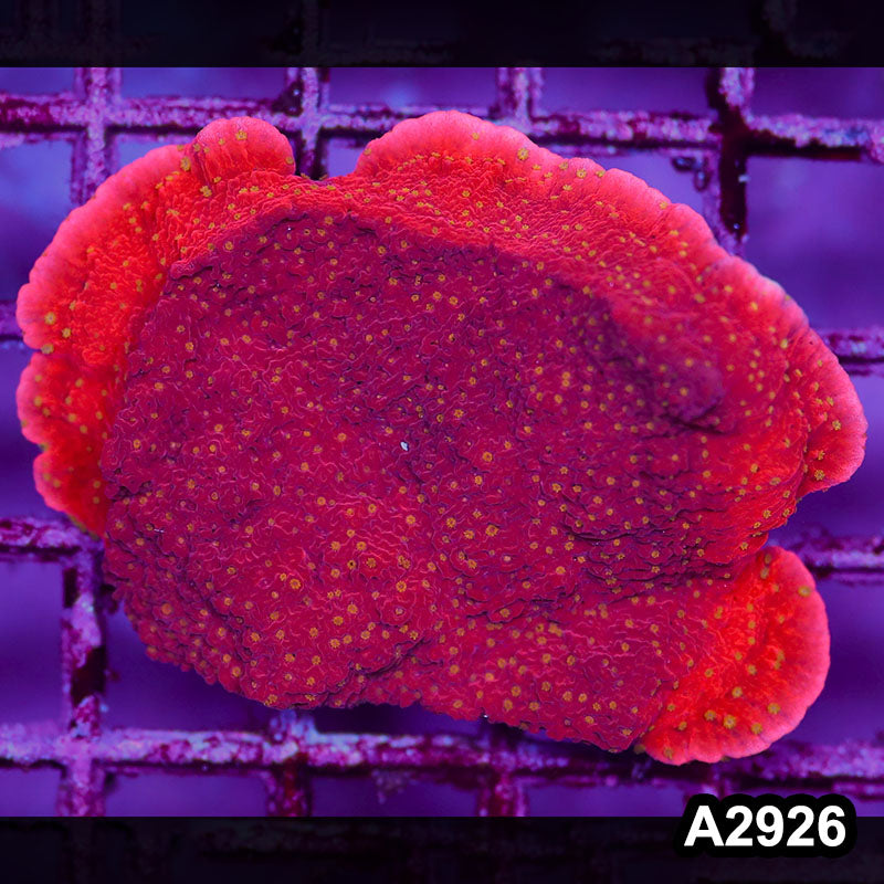 Item#A2926IN2926(M) WYSIWYG Indo Red Cap Montipora Colony with Yellow Polyps
