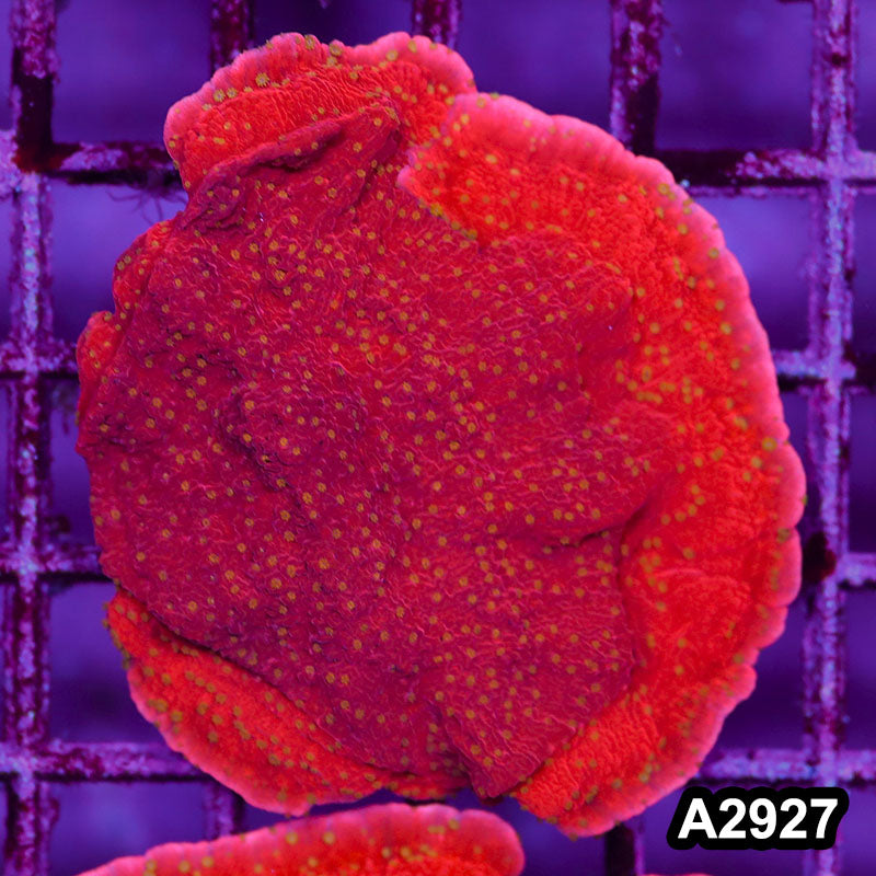Item#A2927IN2927(M) WYSIWYG Indo Red Cap Montipora Colony with Yellow Polyps